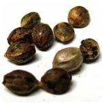 Семена марихуаны АК-47  (Seeds AK-47) в Лодейном Поле